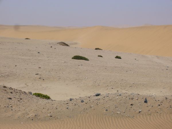 Golden sand dunes.jpg